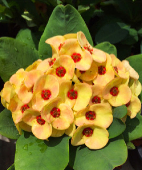 Crown of Thorns ‘Golden Topaz’ (Euphorbia milii hybrid)