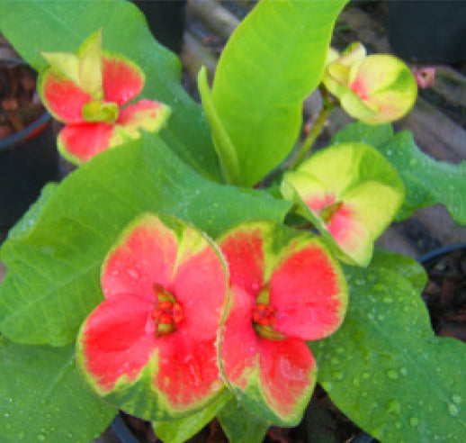 Crown of Thorns ‘Flame of the Forest’ (Euphorbia milii hybrid)