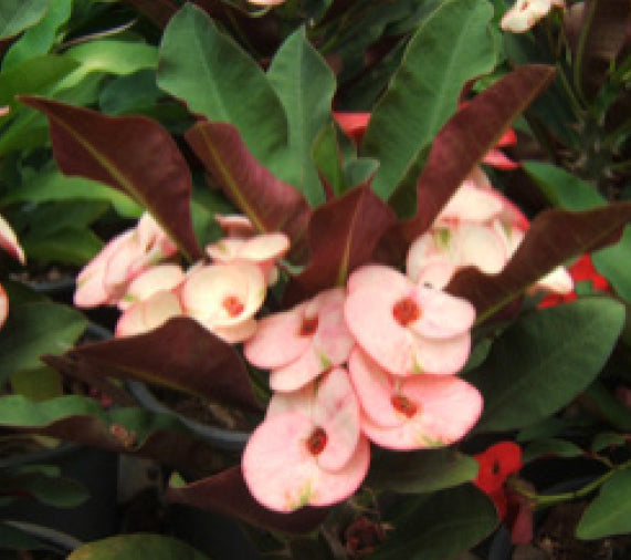 Crown of Thorns ‘Black Pearl’ (Euphorbia milii hybrid)