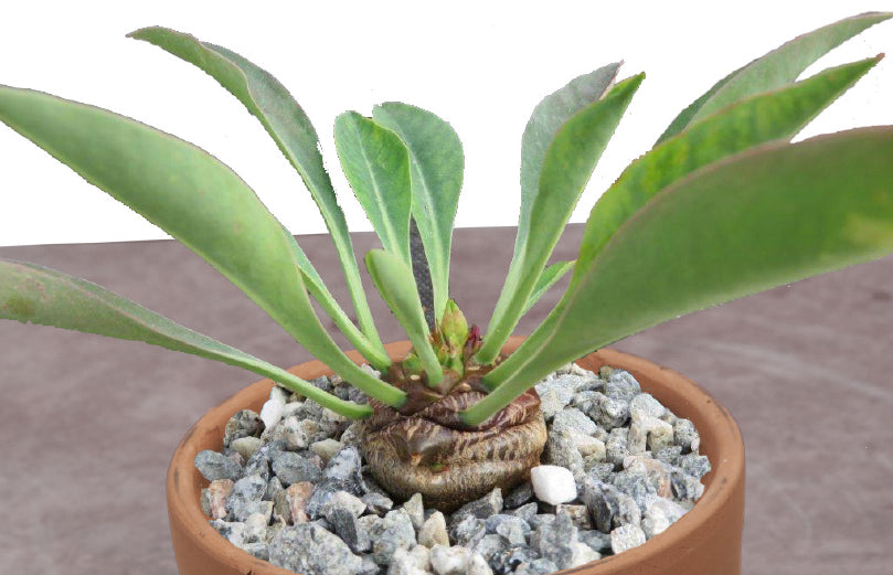 Pine Cone Euphorbia (Euphorbia bupleurifolia)