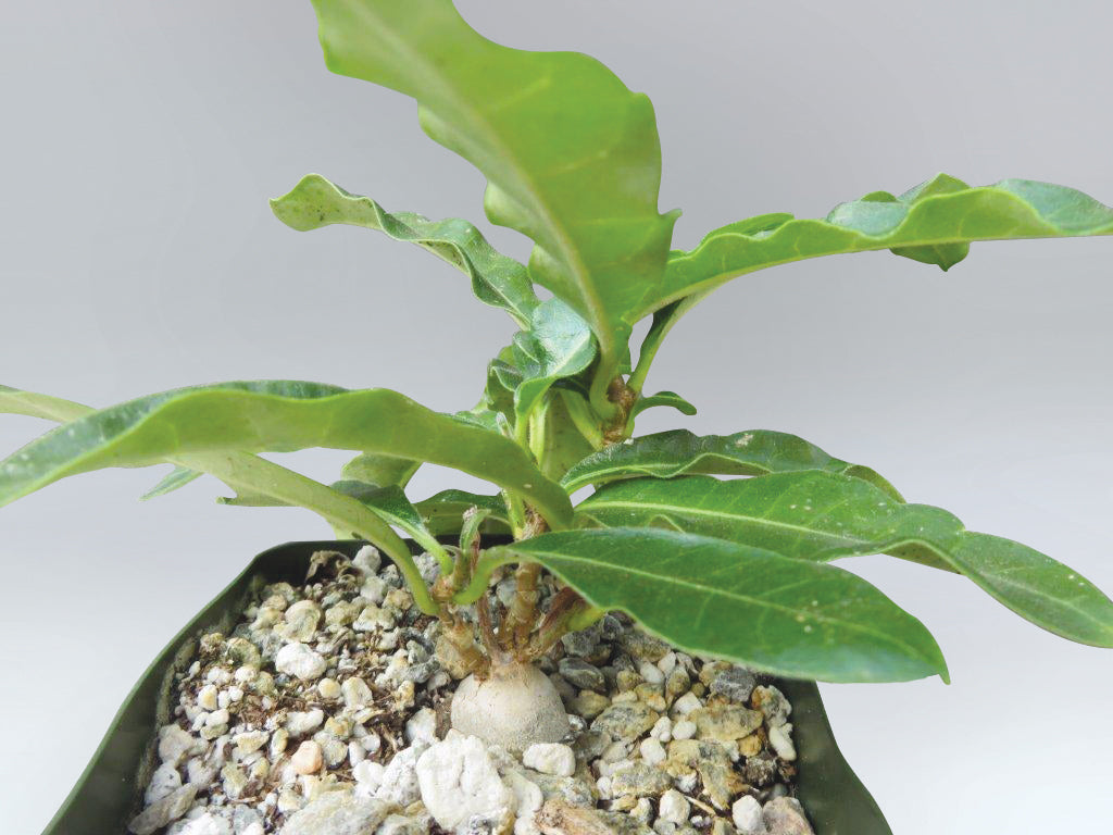 Raphionacme (Raphionacme flanaganii)