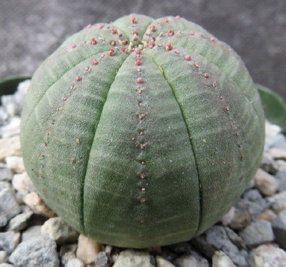 Baseball Plant (Euphorbia obesa)