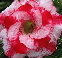 Desert Rose ‘Good Morning’ (Adenium hybrid)