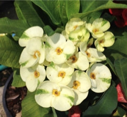 Crown of Thorns ‘Ochin’ (Euphorbia milii hybrid)