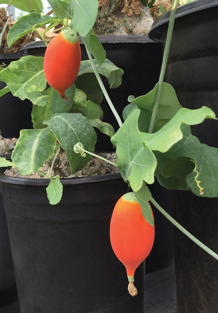 Cephalopentandra (Cephalopentandra ecirrhosa)