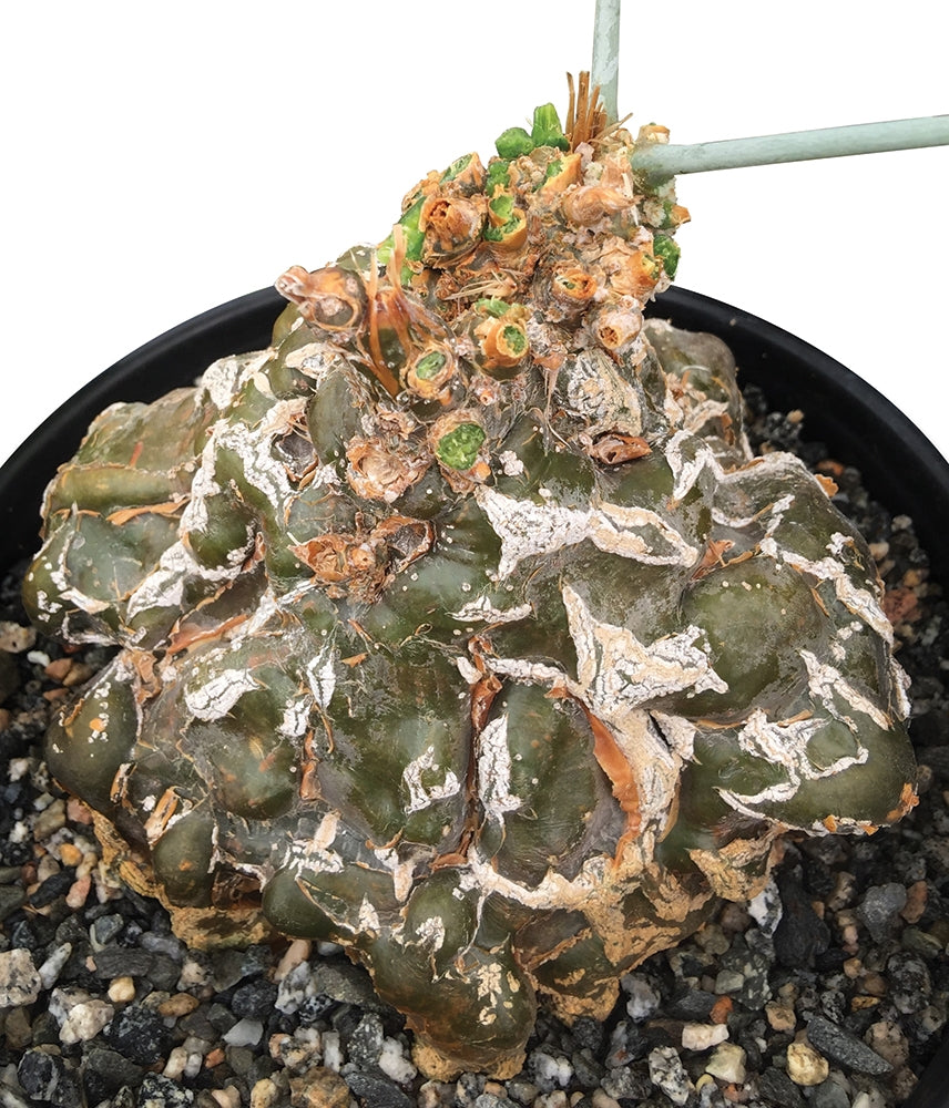 Cephalopentandra (Cephalopentandra ecirrhosa)