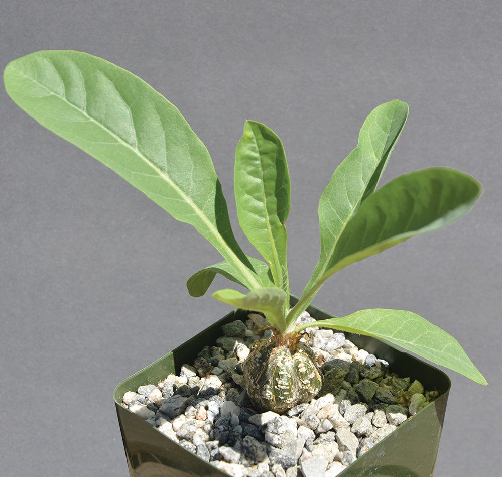 Cephalopentandra (Cephalopentandra ecirrhosa)