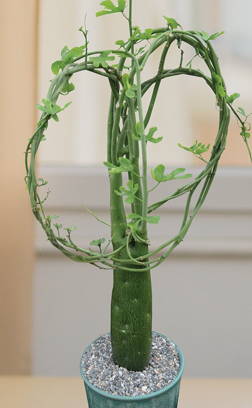 Adenia (Adenia venenata)