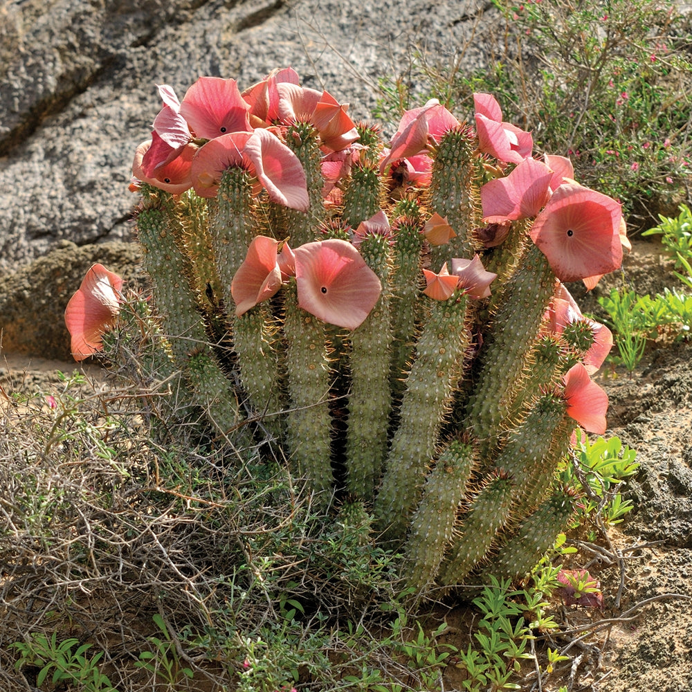 Bushman’s Hat Plant (Hoodia gordonii)