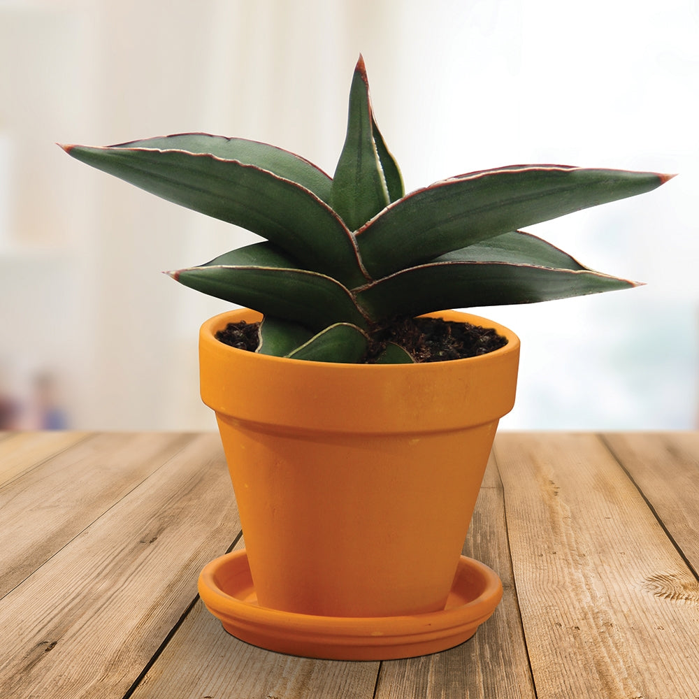 Sansevieria ‘Samurai Dwarf’ (Sansevieria ehrenbergii)