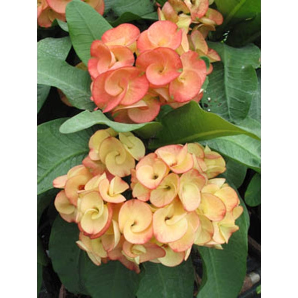 Crown of Thorns ‘Sunkist’ (Euphorbia milii hybrid)