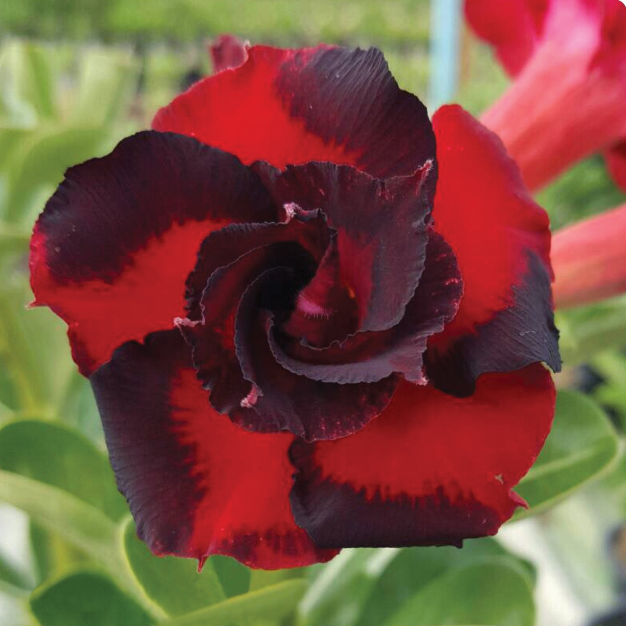 Desert Rose ‘Black Swirl’ (Adenium hybrid)