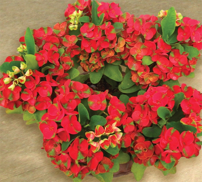 Crown of Thorns ‘Red Dragon’ (Euphorbia milii hybrid)