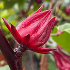 Roselle Jamaican Hibiscus Tea Plant (Hibiscus sabdariffa)