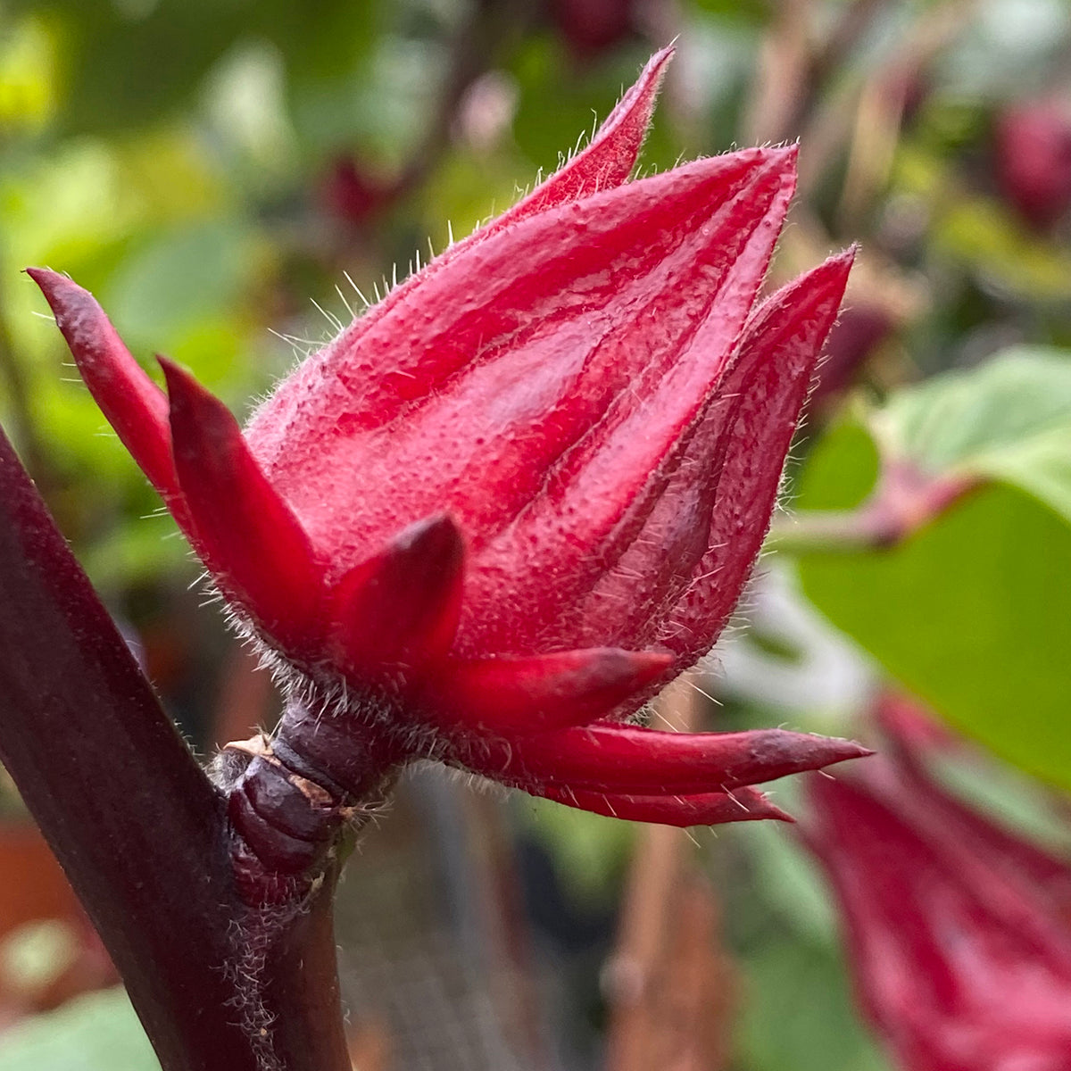 Roselle Jamaican Hibiscus Tea Plant (Hibiscus sabdariffa)