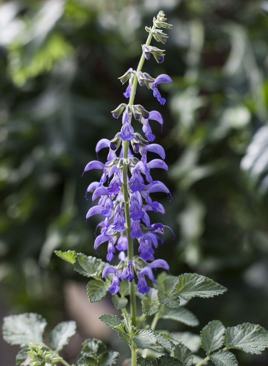 Chinese Salvia (Salvia miltiorrhiza)