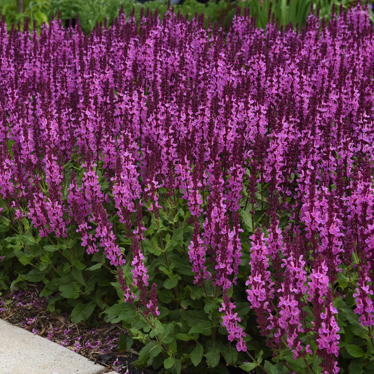 Salvia ‘Rose Marvel’ PP (Salvia nemorosa)