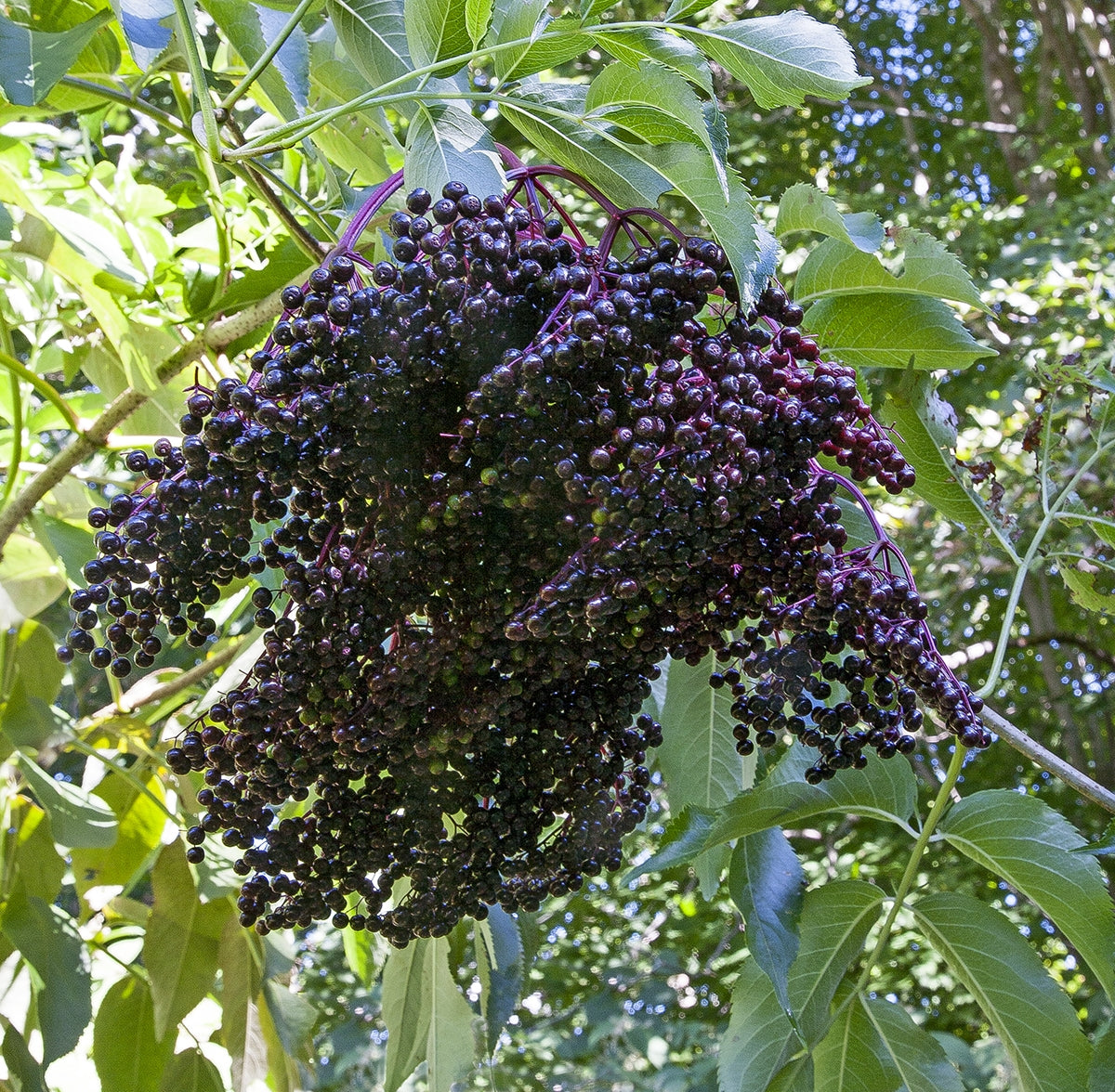 Logee's American Elderberry Plant - Thumbnail 2