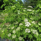 American Elderberry Plant ‘Ranch’ (Sambucus canadensis hybrid)