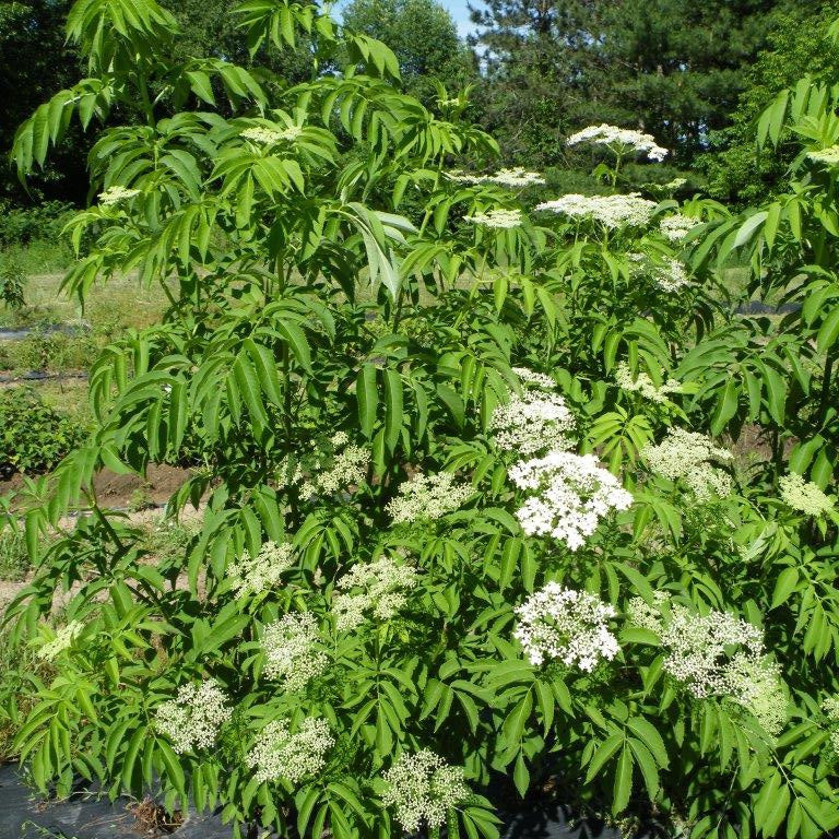 American Elderberry Plant ‘Ranch’ (Sambucus canadensis hybrid)
