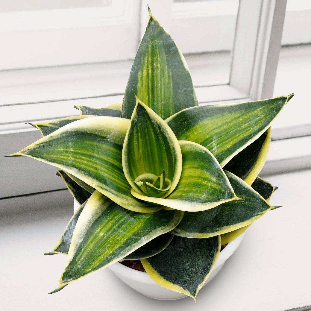 Bird’s Nest Sansevieria ‘Stars and Stripes’ (Sansevieria hybrid)