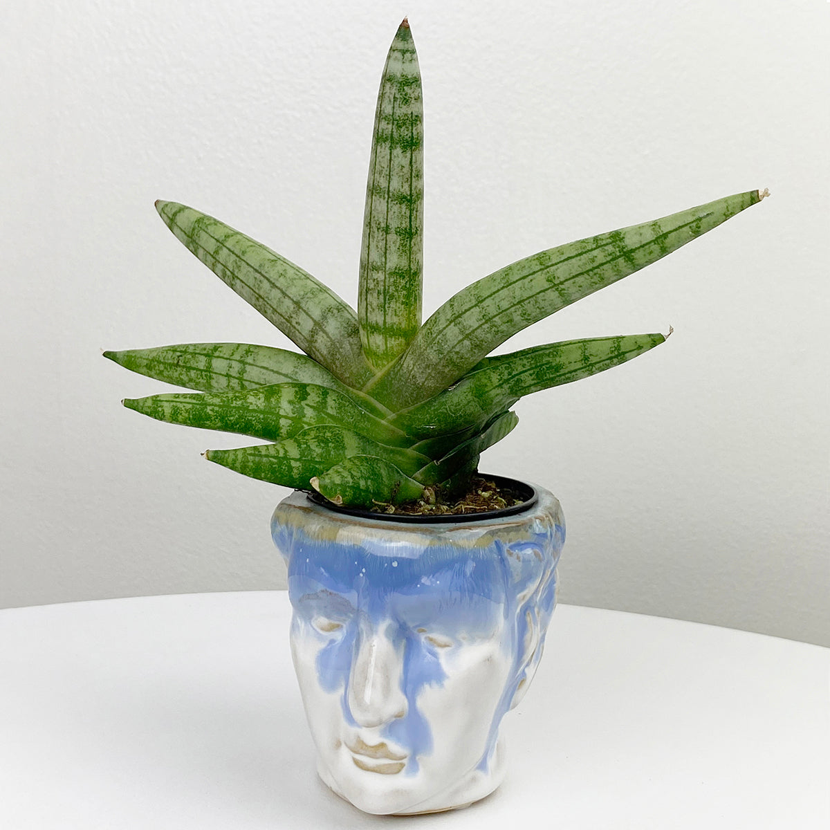 Sansevieria ‘Boncel’ (Sansevieria cylindrica hybrid)