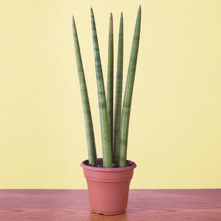 Cylindrical Sansevieria (Sansevieria cylindrica)