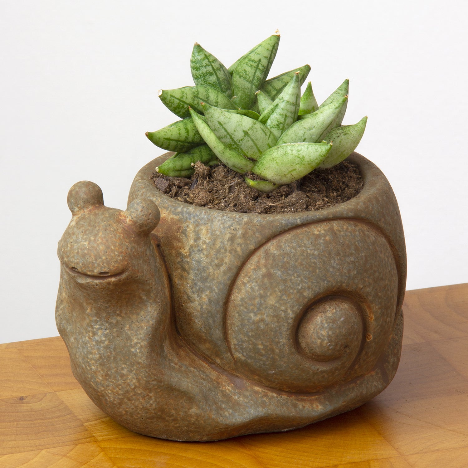 Sansevieria ‘Dwarf Boncel’ (Sansevieria cylindrica)