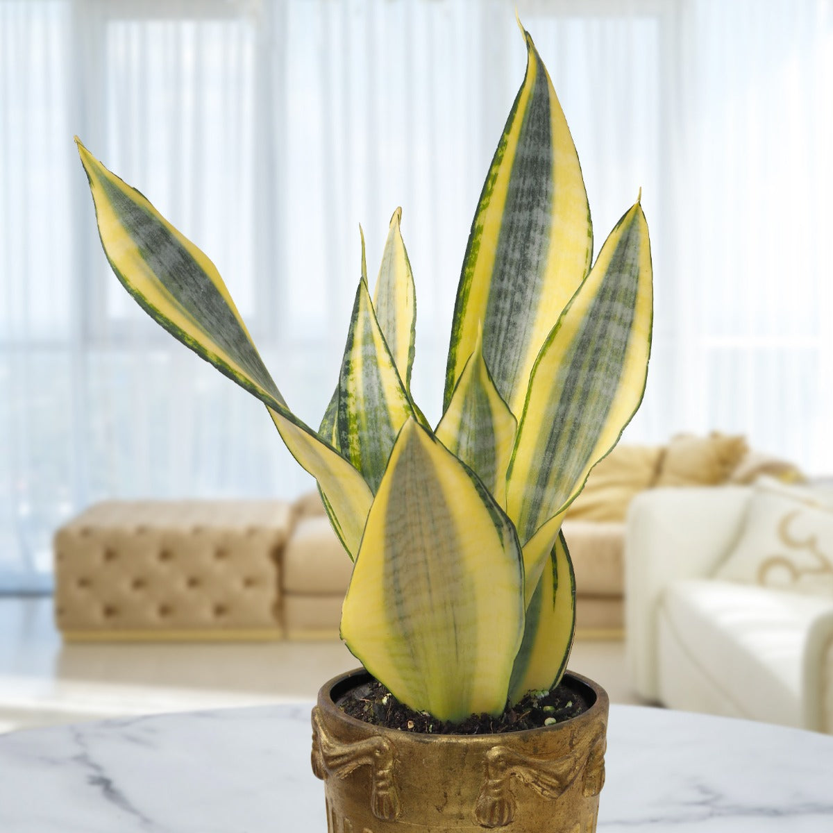 Sansevieria ‘Gold Dust’ (Sansevieria hybrid)
