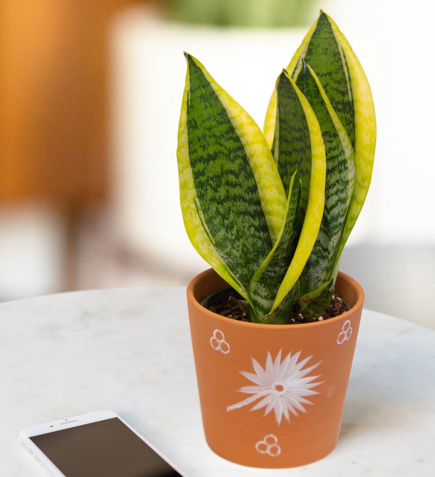 Sansevieria ‘Laurentii Superba’ (Sansevieria hybrid)