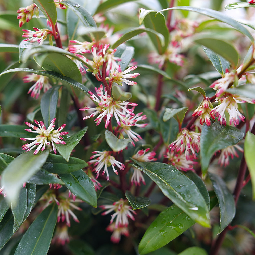 Sweet Box Sweet & Lo® (Sarcococca hookeriana)