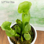 Purple Pitcher Plant (Sarracenia purpurea venosa)