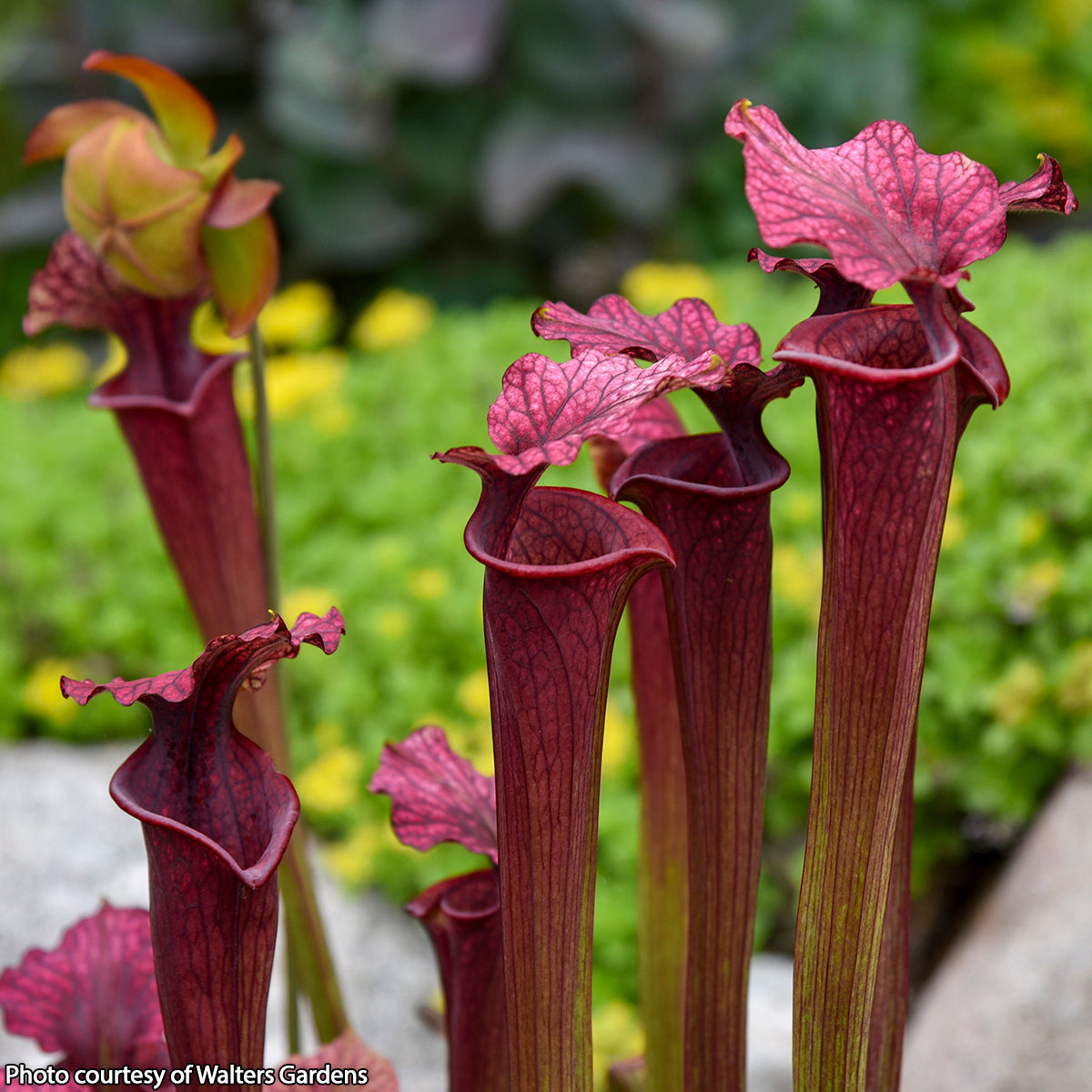 Pitcher Plant Conversation Piece carnivorous plant for sale