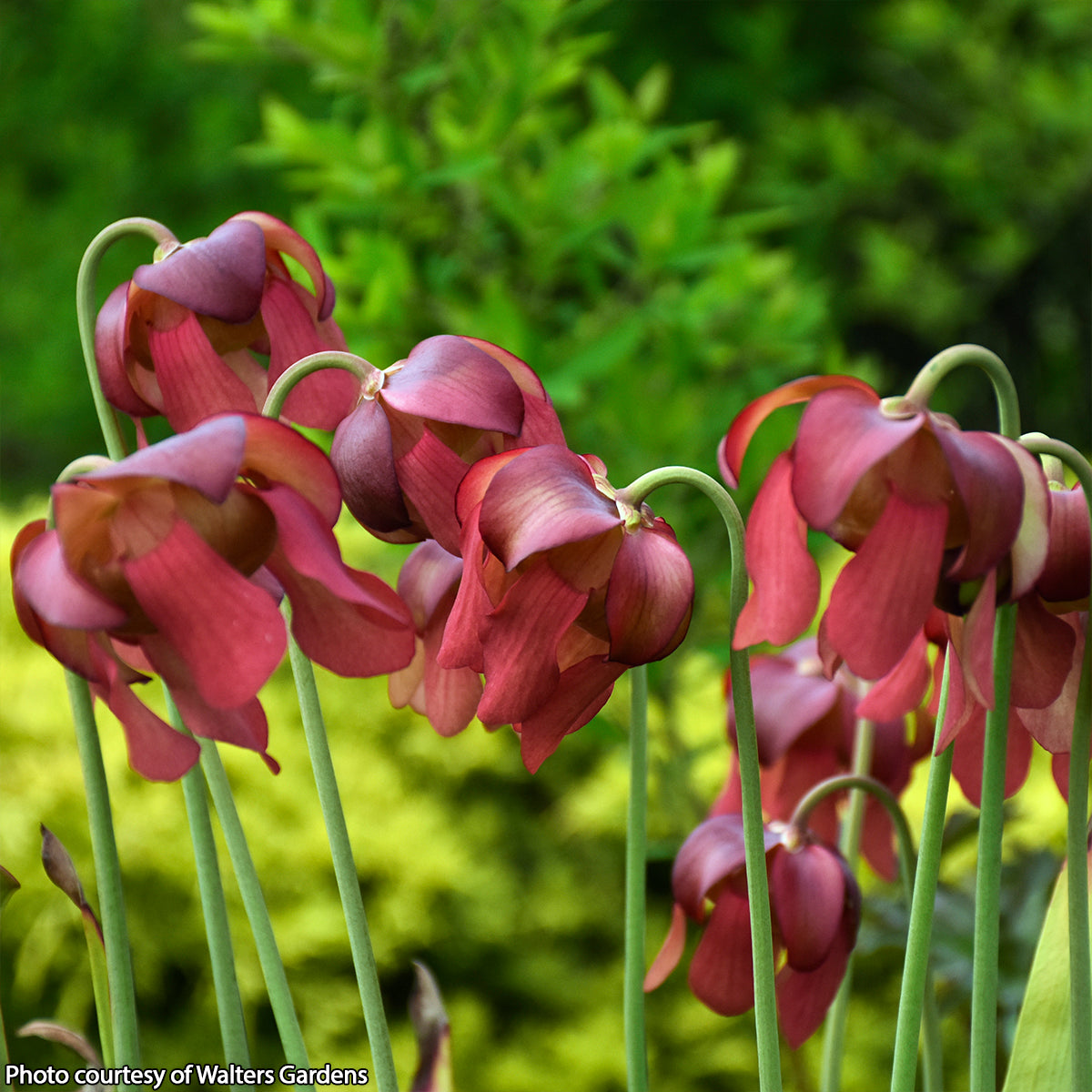 carnivorous succulent plants Pitcher Plant 'Conversation Piece' – Logee's Plants