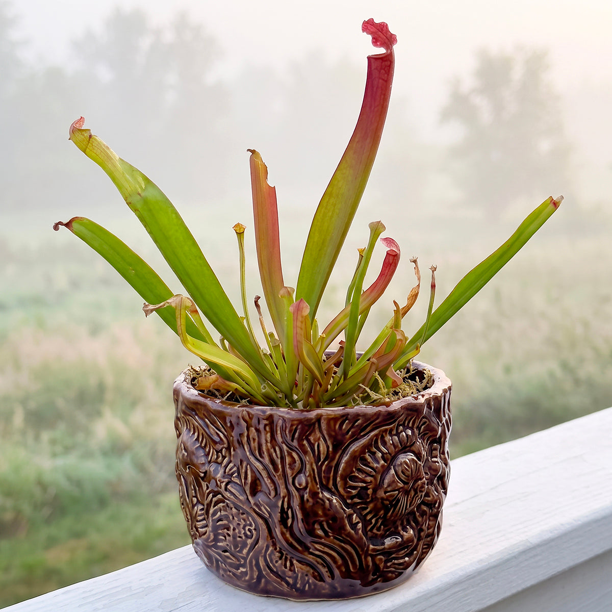 Farnham's Pitcher Plant (Sarracenia farnhamii) for sale