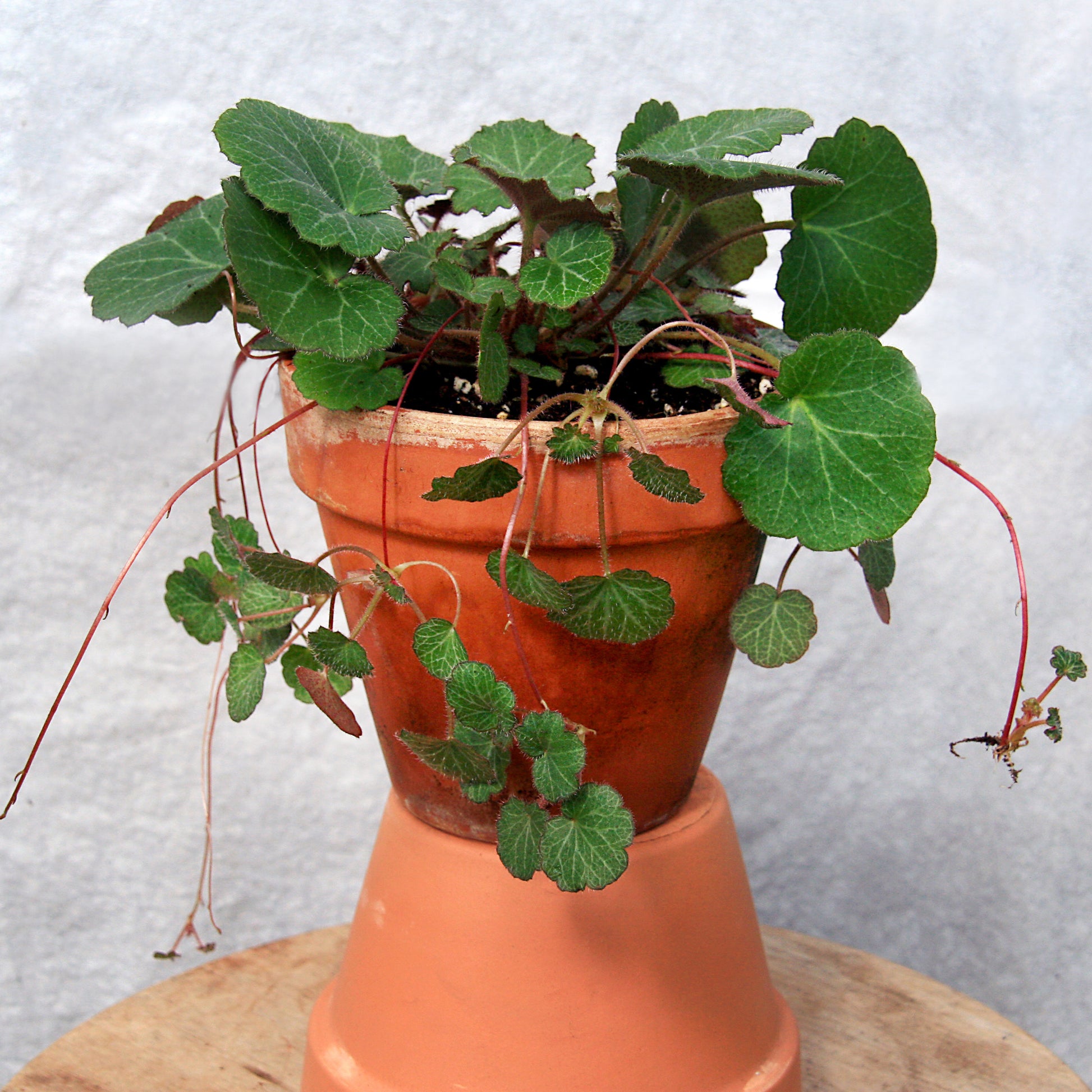 Strawberry Begonia (Saxifragra stolonifera)