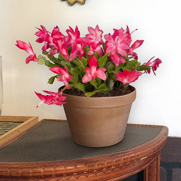 Holiday Cactus ‘Coral Red’ (Schlumbergera hybrid)
