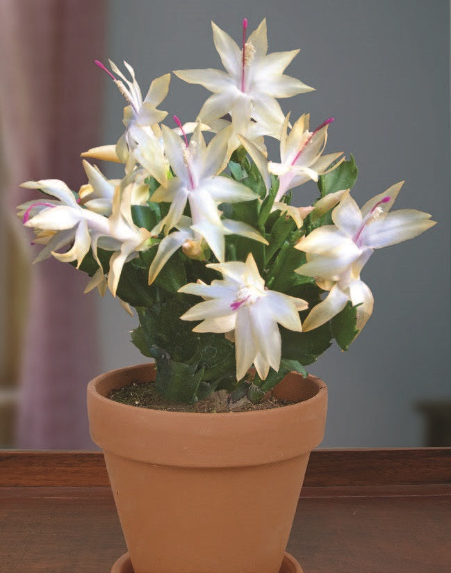 Holiday Cactus ‘Limelight Dancer’ (Schlumbergera hybrid)