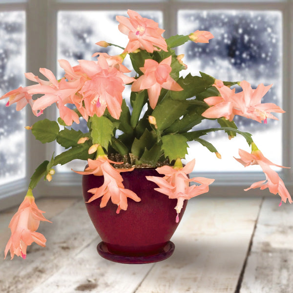 Christmas Cactus Starter Plant - 'Japanese Dream' Schlumbergera Truncata