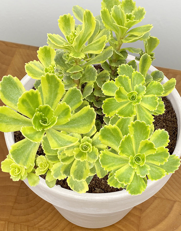 Sedum ‘Cutting Edge’ PP (Sedum ellacombianum hybrid)