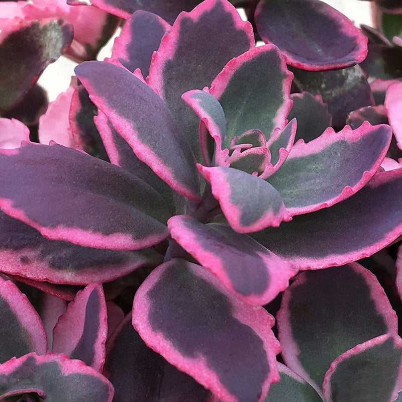Sedum Sunsparkler™ ‘Dream Dazzler’ PP (Sedum rupestre hybrid)