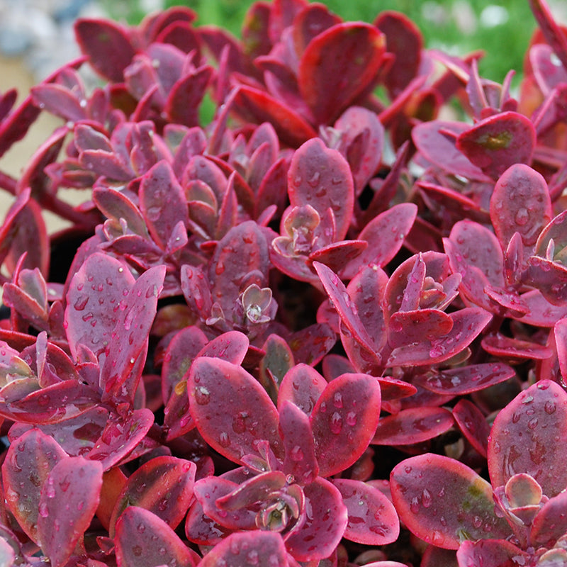 Sedum Sunsparkler® ‘Wildfire’ PP