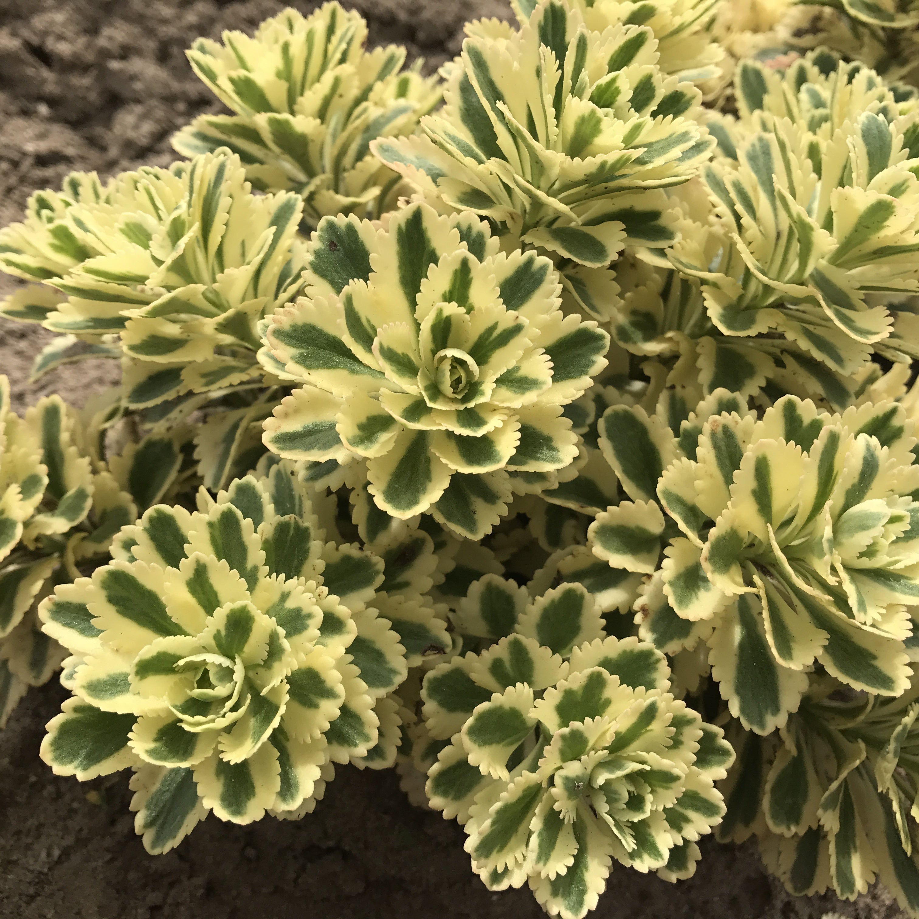 Sedum ‘Atlantis’ PP (Sedum takesimense)