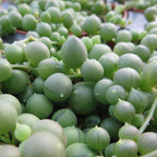 bead succulent String Of Pearls Senecio Rowleyanus 4 inch / Plastic Pot