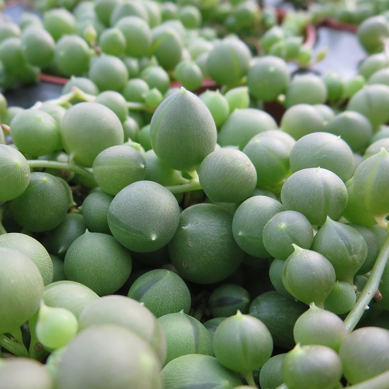 Bead Plant (Senecio rowleyanus)