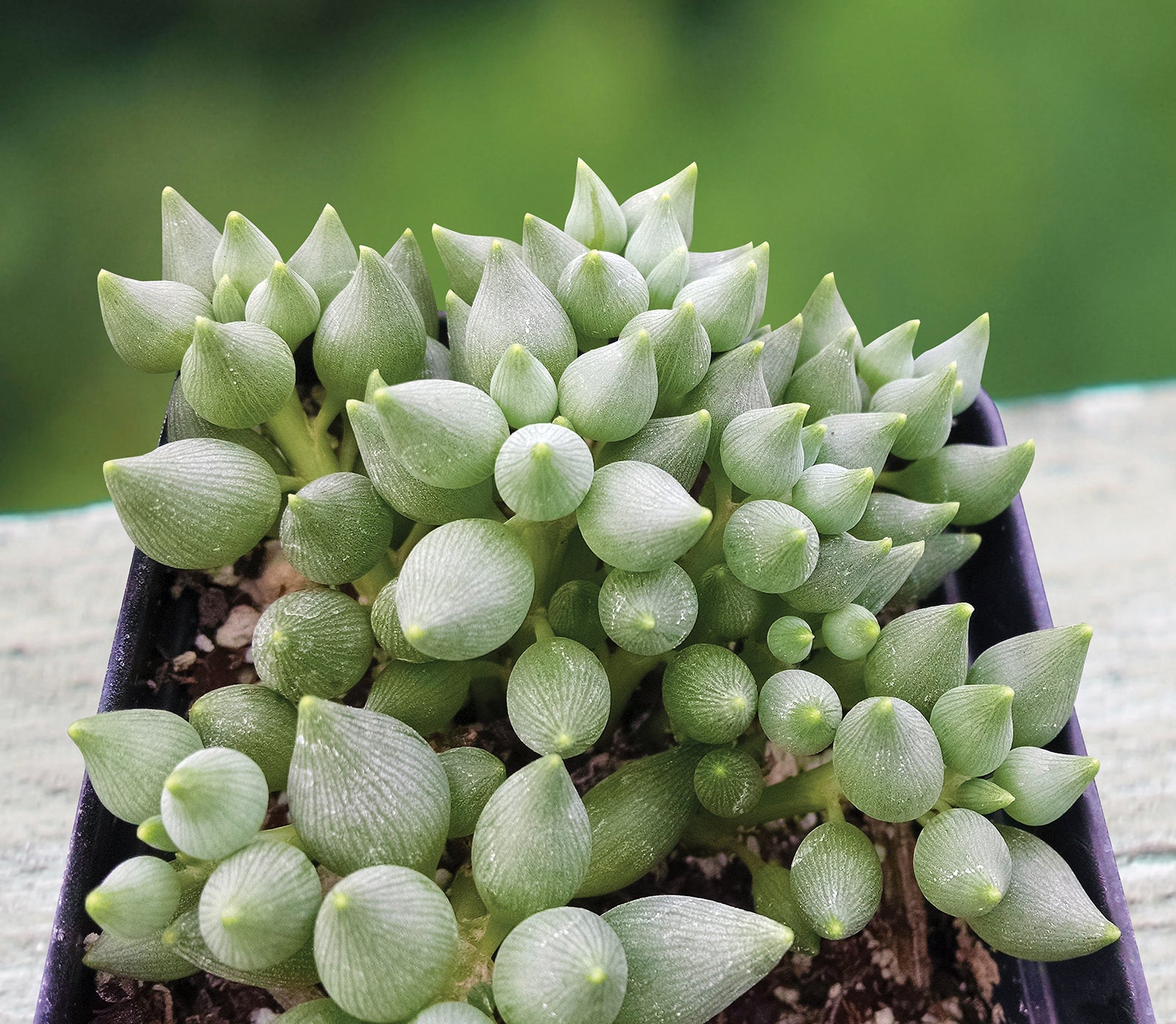 Tear-Drop Senecio (Senecio citriformis)