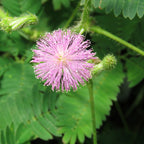 Sensitive Plant (Mimosa pudica)