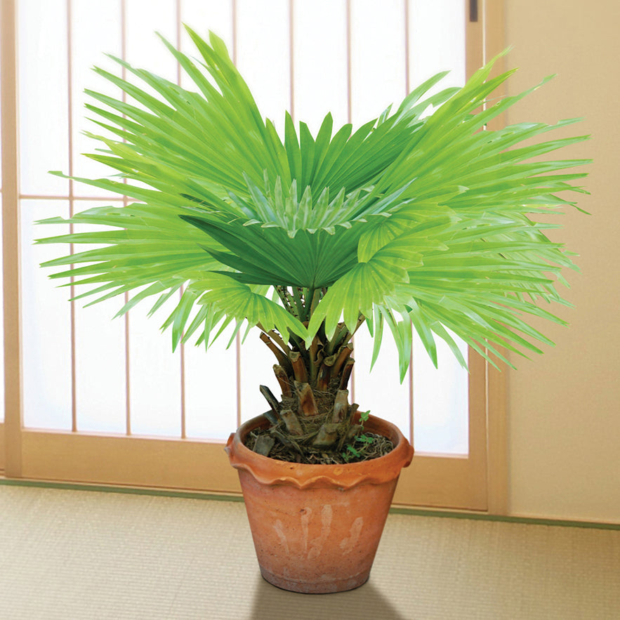 Saw Palmetto (Serenoa repens)