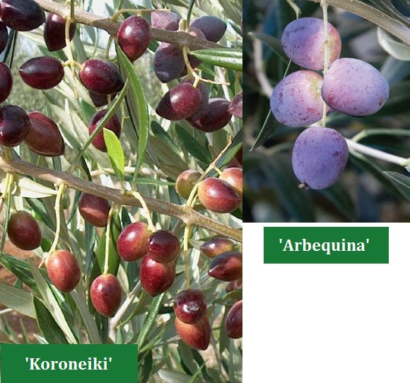 Set of Olives ‘Arbequina’ and Koroneiki’