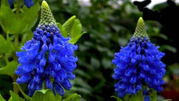 Sale Plants & Discount Plants for Sale